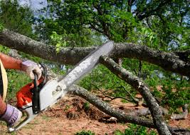 Best Arborist Consultation Services  in Kennesaw, GA
