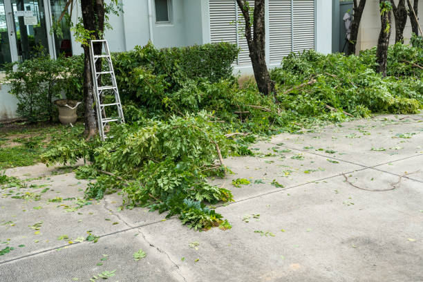 How Our Tree Care Process Works  in  Kennesaw, GA