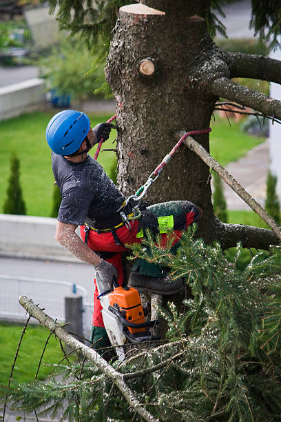Best Commercial Tree Services  in Kennesaw, GA
