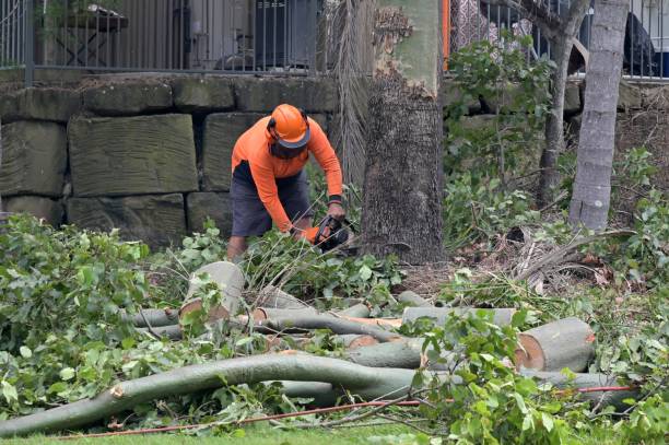 Best Storm Damage Tree Cleanup  in Kennesaw, GA