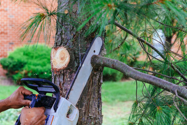 Best Tree Maintenance Programs  in Kennesaw, GA